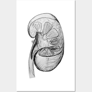 Pen and Ink Kidney Illustration/Sketch Posters and Art